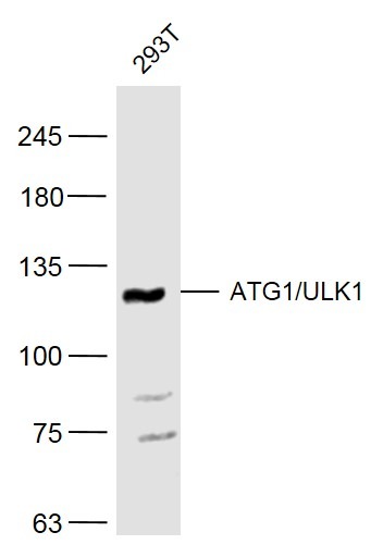 Anti-ATG1 Polyclonal Antibody