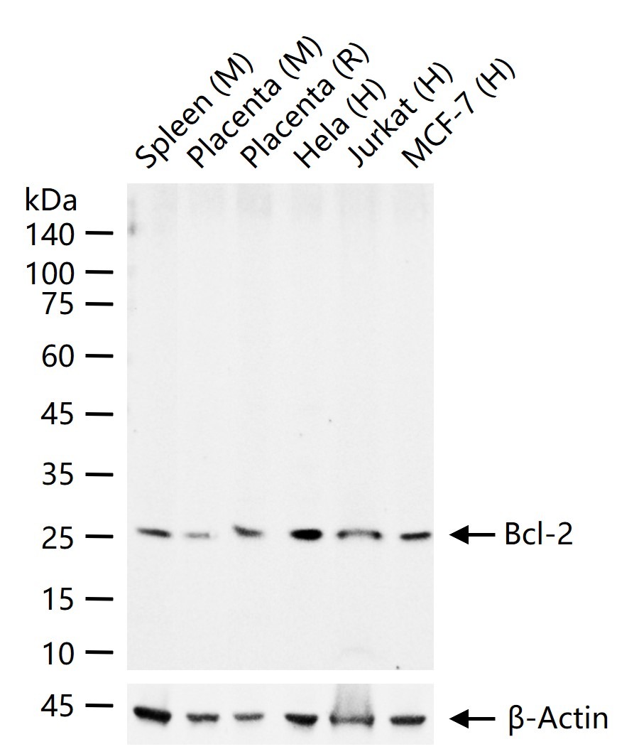 Anti-BCL2 Polyclonal Antibody