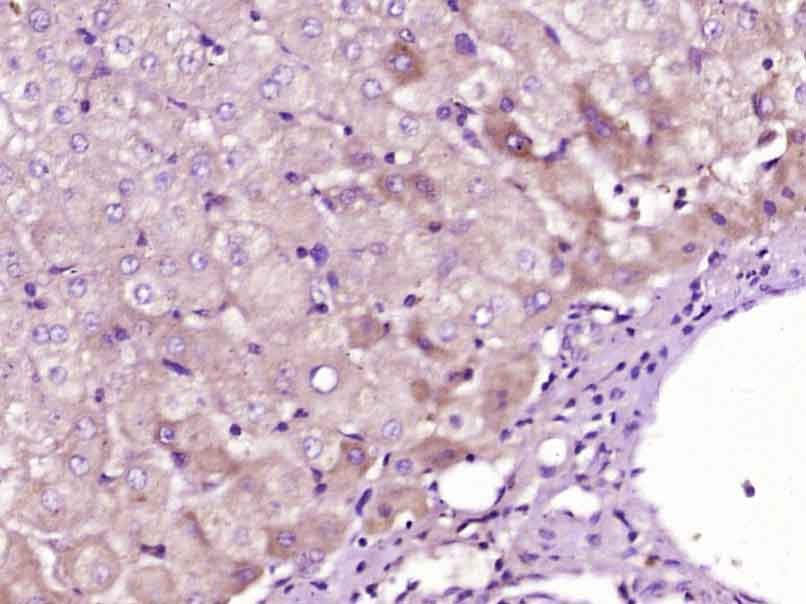 Anti-ATG5 Polyclonal Antibody