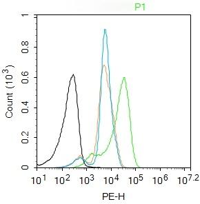 Anti-ATF-6 Polyclonal Antibody