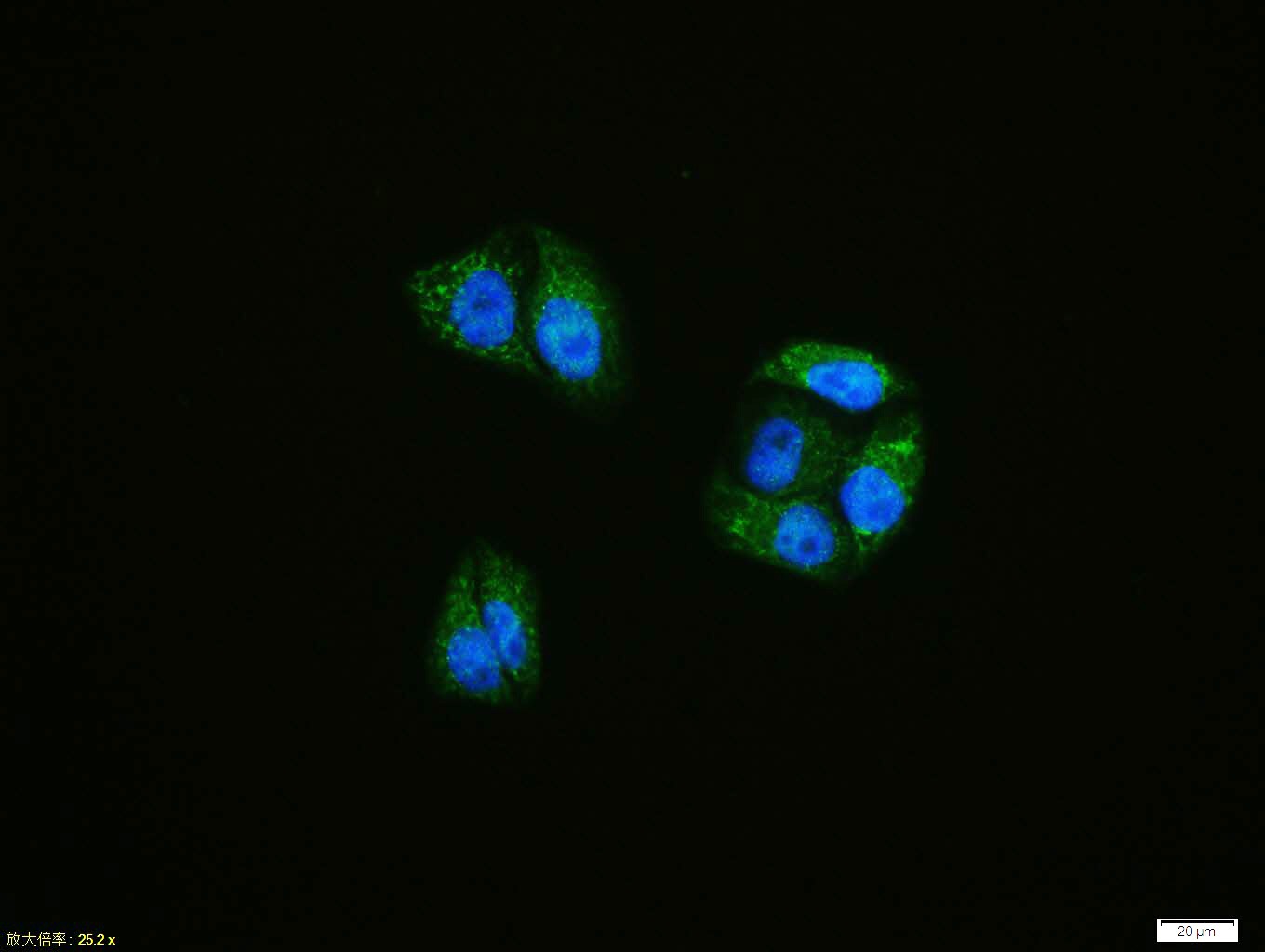 Anti-ATF-6 Polyclonal Antibody
