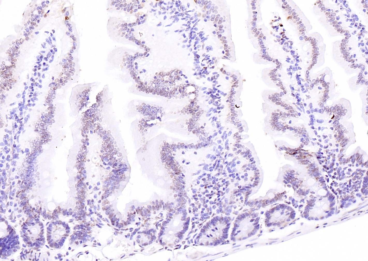 Anti-ATF-4 Polyclonal Antibody