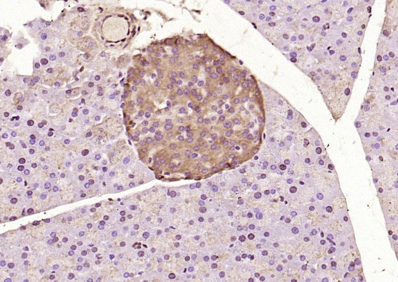 Anti-ATF-6 Polyclonal Antibody