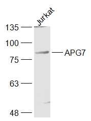 Anti-ATG7 Polyclonal Antibody