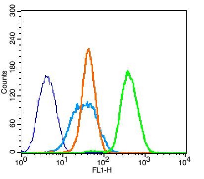 Anti-BCL2 Polyclonal Antibody 2