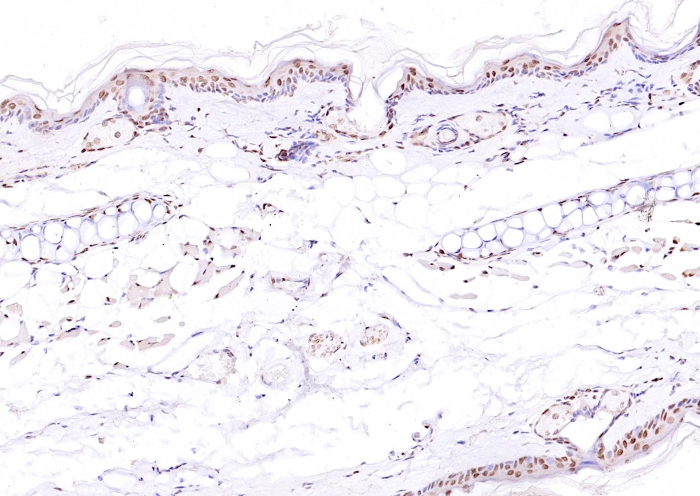 Anti-ATF-4 Polyclonal Antibody