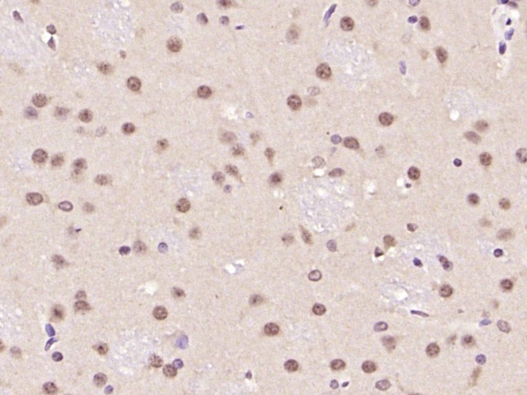 Anti-ATF-6 Polyclonal Antibody