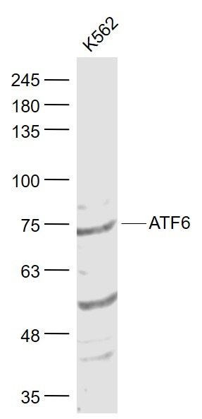 Anti-ATF-6 Polyclonal Antibody 2