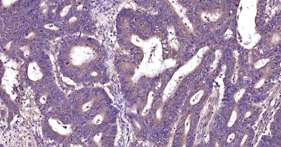 Alpha-Tubulin Loading Control Polyclonal Antibody