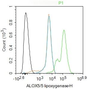 Anti-ALOX5 Polyclonal Antibody