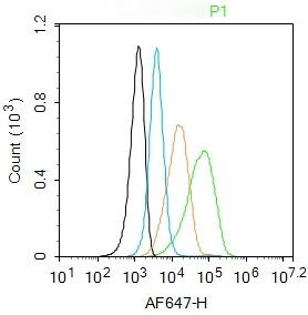 Anti-ADRB1 Polyclonal Antibody