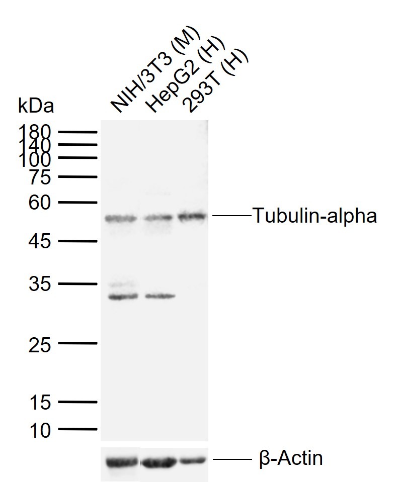 Alpha-Tubulin Loading Control Polyclonal Antibody