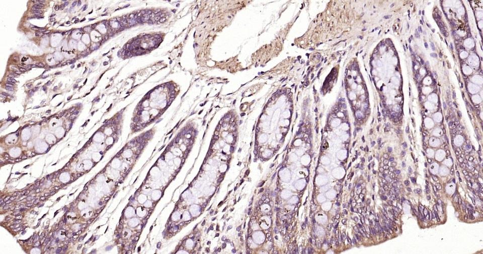 Alpha-Tubulin Loading Control Polyclonal Antibody