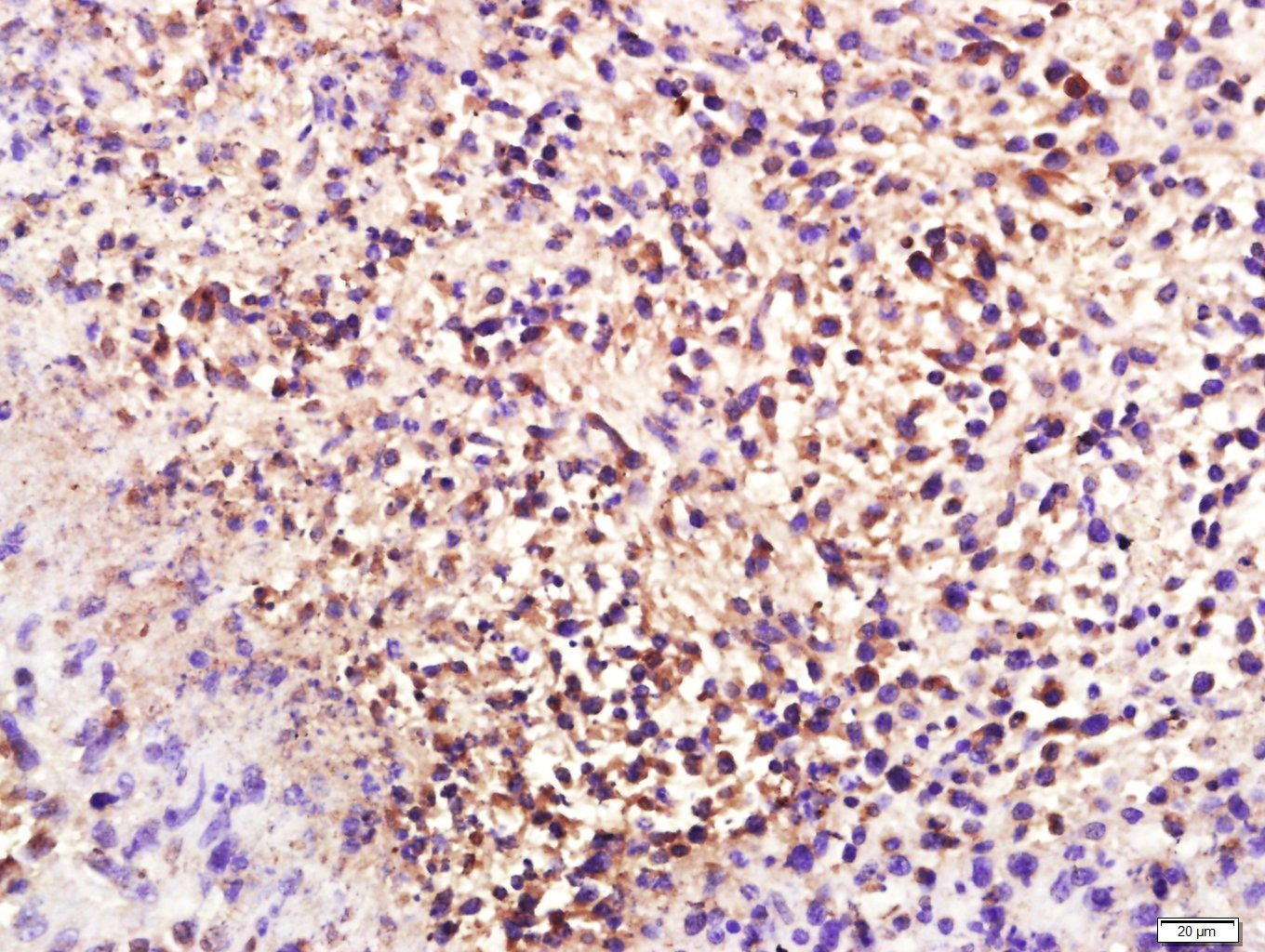 Anti-Alpha-S2-casein Polyclonal Antibody