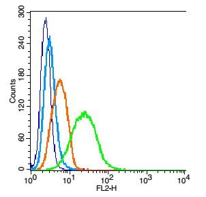 Alpha-Tubulin Loading Control Polyclonal Antibody