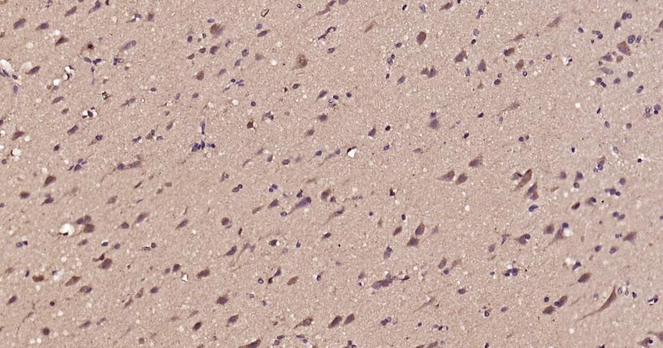 Alpha-Tubulin Loading Control Polyclonal Antibody