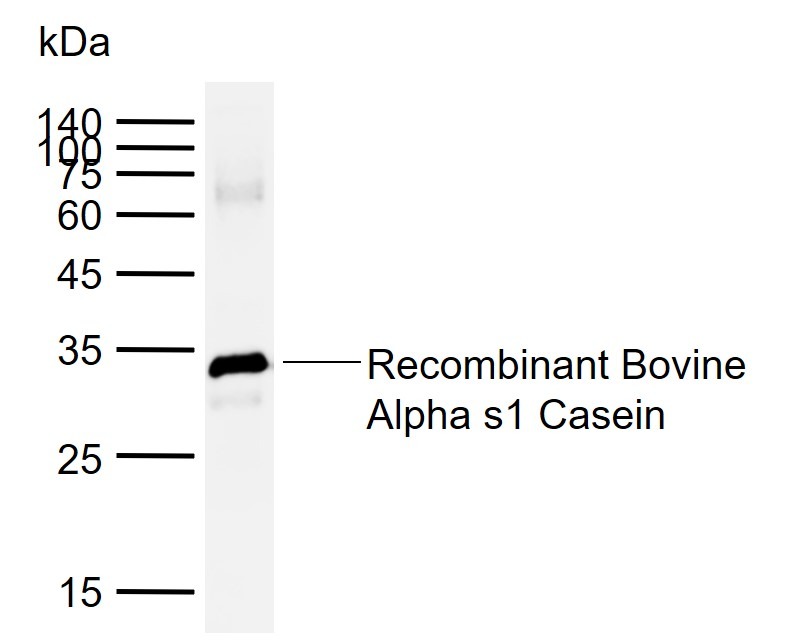 Anti-Alpha-S1-casein Polyclonal Antibody