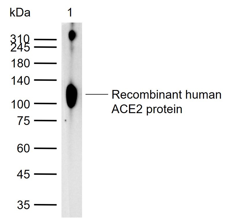 Anti-ACE2 Polyclonal Antibody