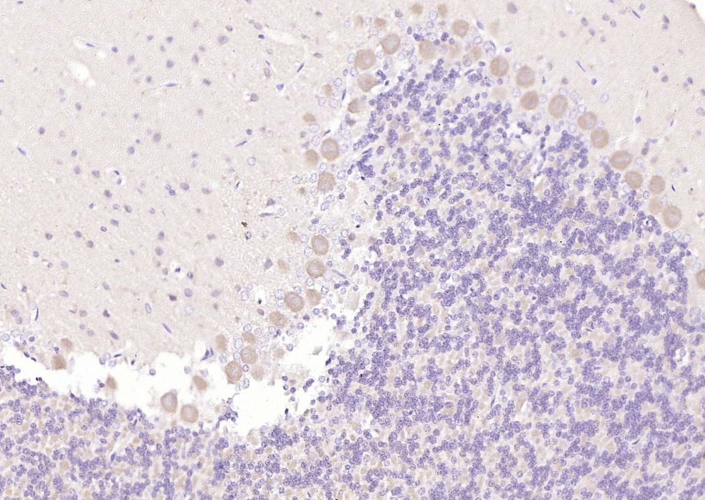 Anti-5HT7 Receptor Polyclonal Antibody