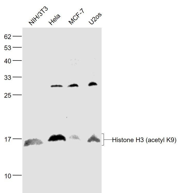 Anti-Acetyl-Histone H3 (Lys9) Polyclonal Antibody