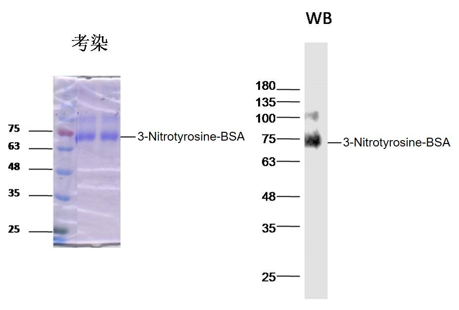 Anti-3-Nitro-L-tyrosine Polyclonal Antibody
