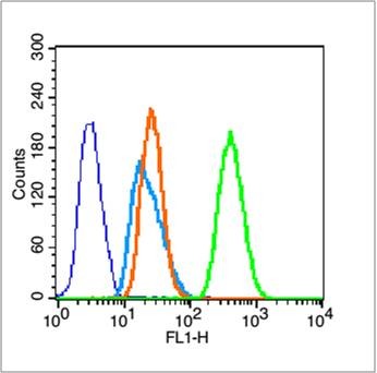 Anti-ACTA2 Polyclonal Antibody