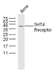 Anti-5HT4 Receptor Polyclonal Antibody