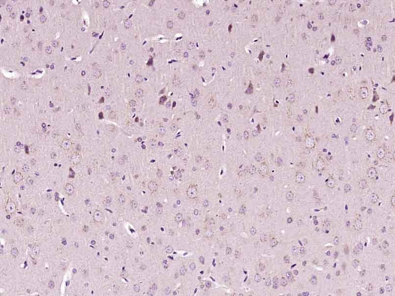 Anti-5HT4 Receptor Polyclonal Antibody