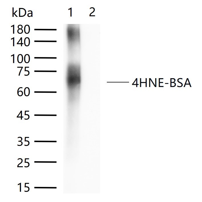 Anti-4-Hydroxynonenal Polyclonal Antibody