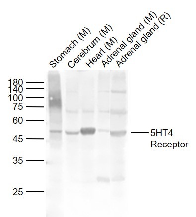 Anti-5HT4 Receptor Polyclonal Antibody