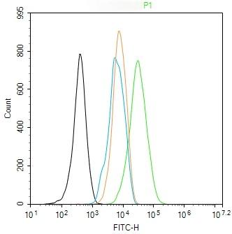 Anti-ACTA2 Polyclonal Antibody