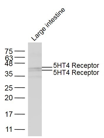 Anti-5HT4 Receptor Polyclonal Antibody