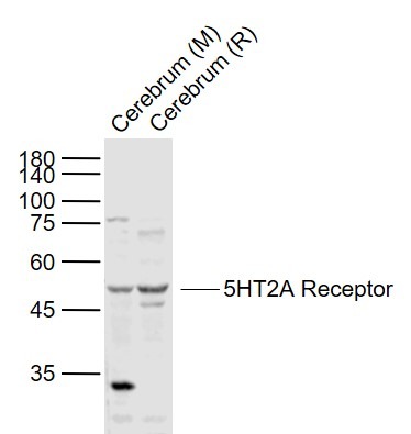 Anti-5HT2A Receptor Polyclonal Antibody