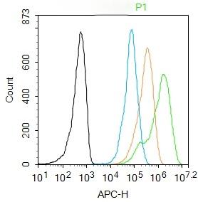Anti-Acetyl-Histone H3 (Lys9) Polyclonal Antibody