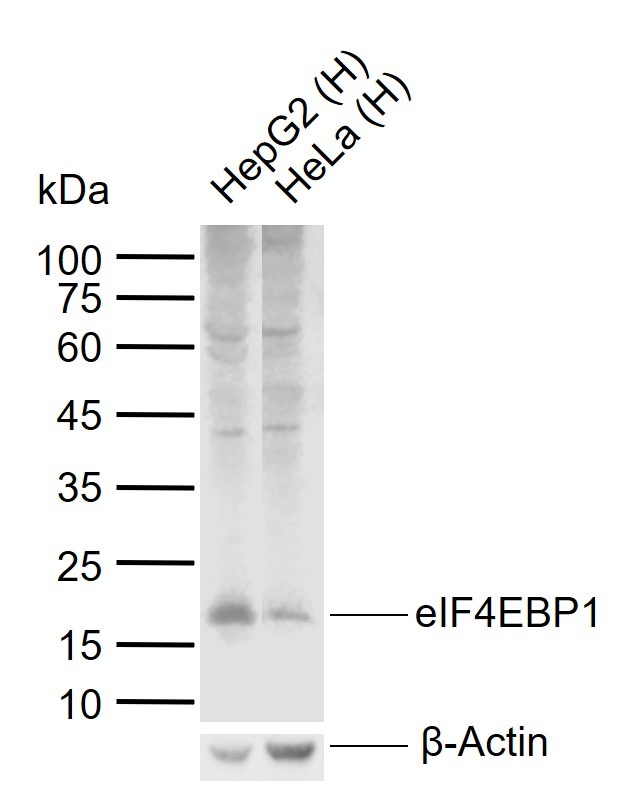 Anti-4EBP1 Polyclonal Antibody