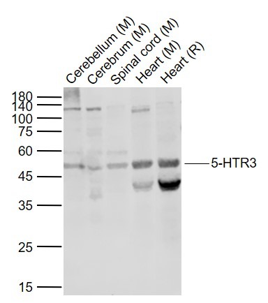 Anti-5HT3 Receptor Polyclonal Antibody