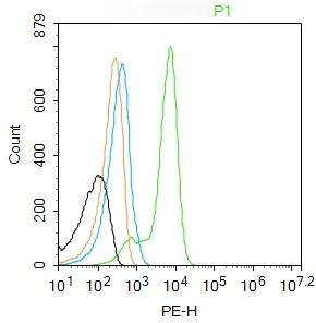 Anti-Acid sphingomyelinase/SMPD1 Polyclonal Antibody