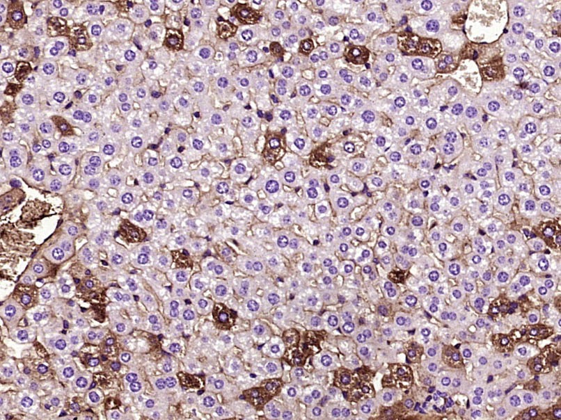 Anti-AMPK alpha 1 Antibody (2A443)
