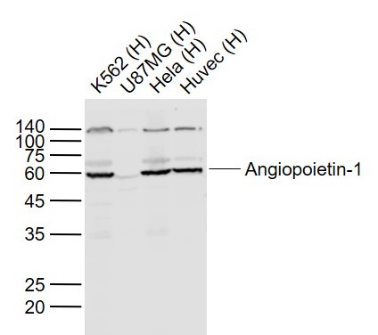 Anti-Angiopoietin-1 Polyclonal Antibody