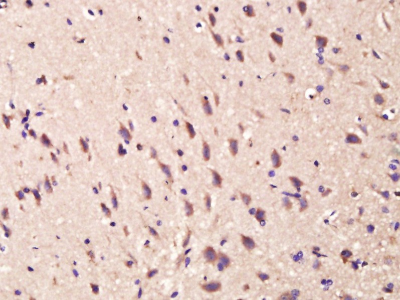 Anti-Amphiregulin Polyclonal Antibody