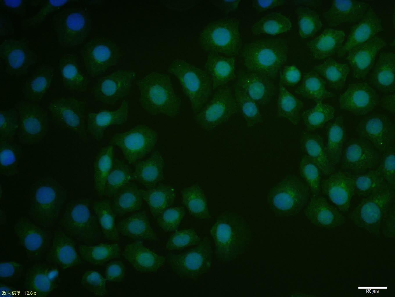 Anti-AHR Polyclonal Antibody