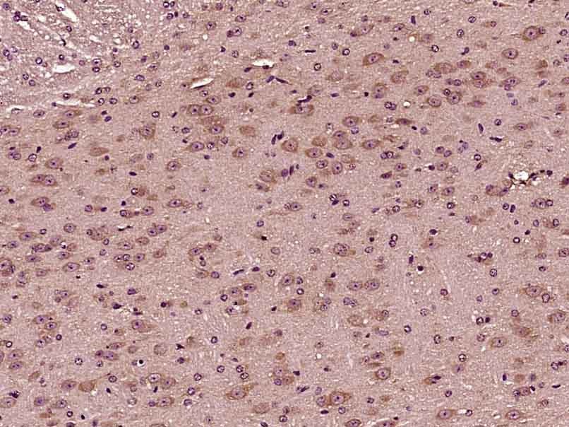 Anti-AMPK alpha 1 Antibody (4D648)
