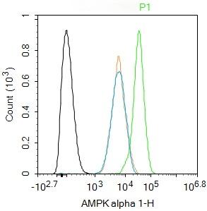 Anti-AMPK alpha 1 Polyclonal Antibody
