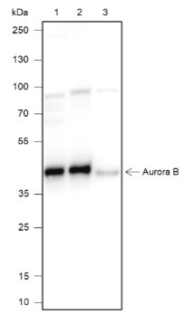 Anti-Aurora B Antibody (9I737)