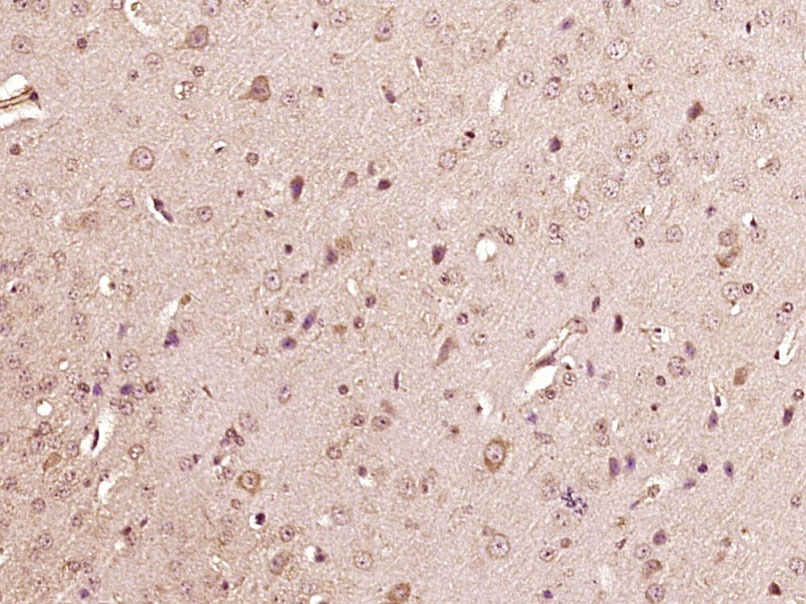 Anti-APLN Polyclonal Antibody