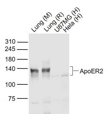 Anti-ApoER2 Polyclonal Antibody
