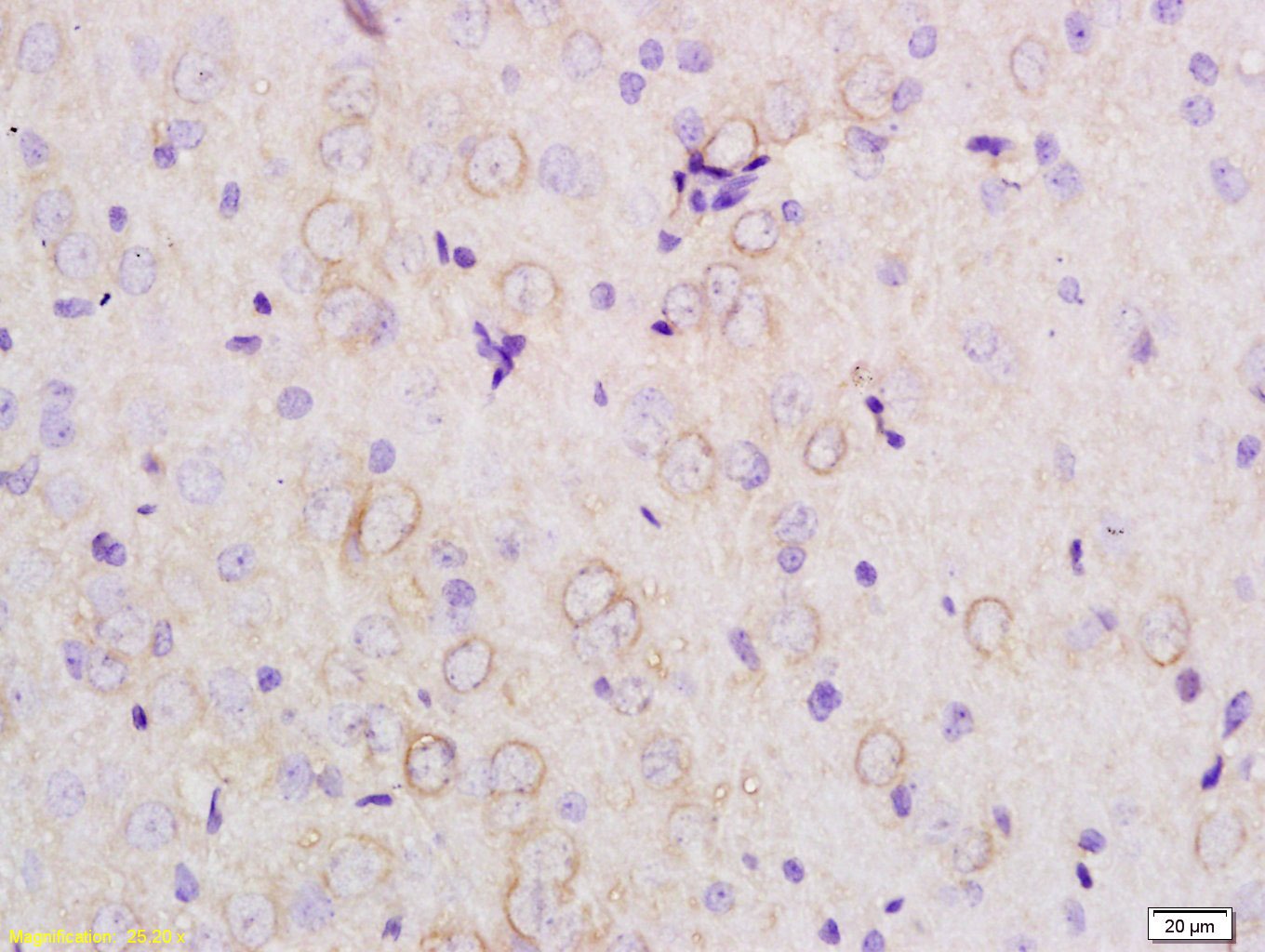 Anti-Apolipoprotein E/APOE3 Polyclonal Antibody