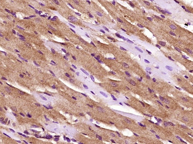 Anti-Atrial natriuretic factor Polyclonal Antibody
