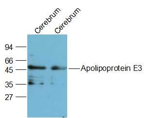 Anti-Apolipoprotein E/APOE3 Polyclonal Antibody