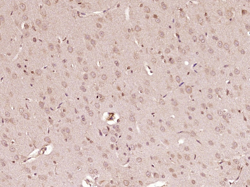 Anti-APLN Polyclonal Antibody